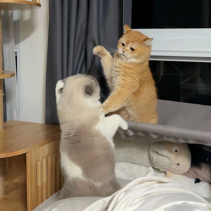 뚠냥이들 WWE_1.webp