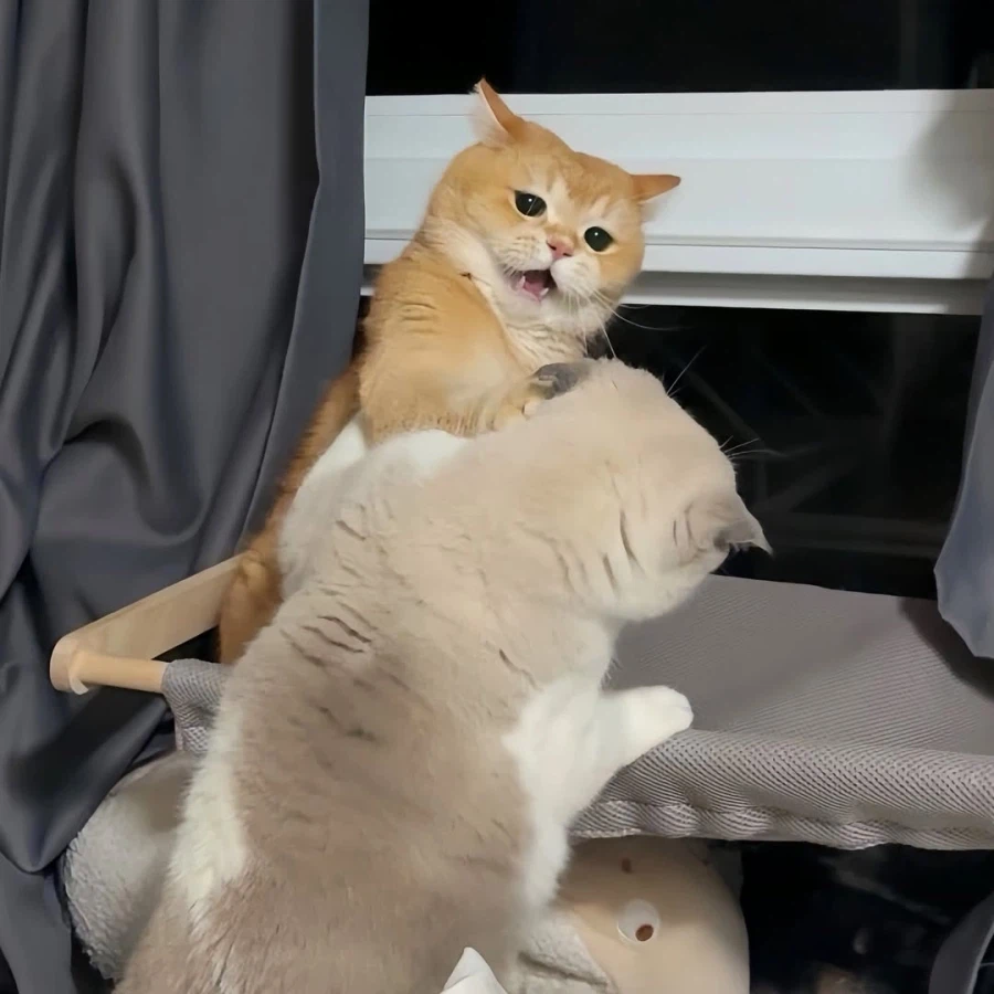 뚠냥이들 WWE_2.webp