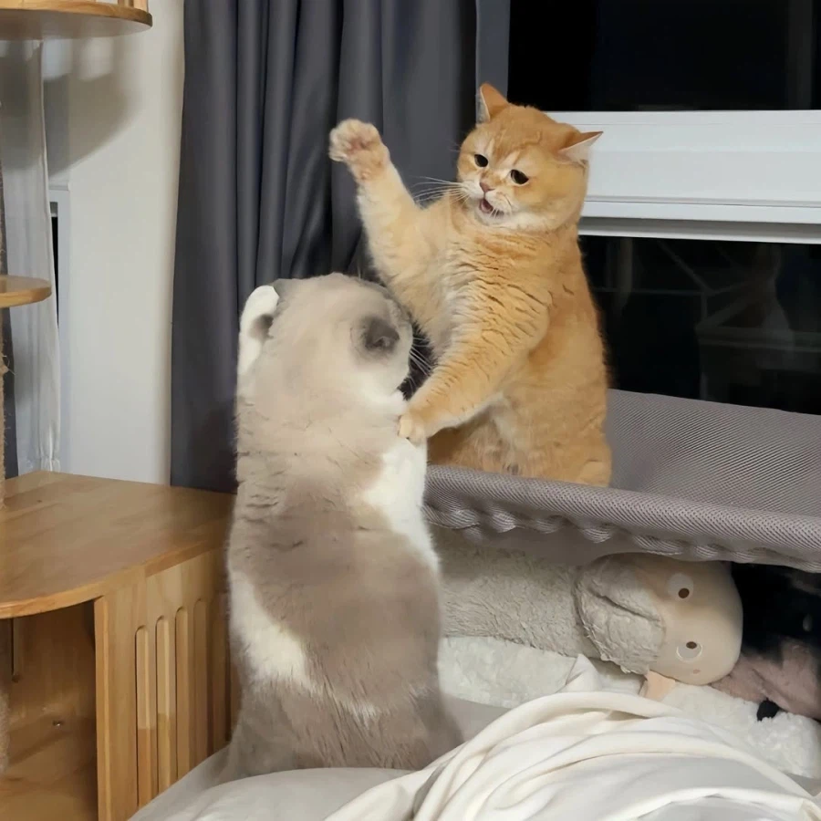 뚠냥이들 WWE_3.webp