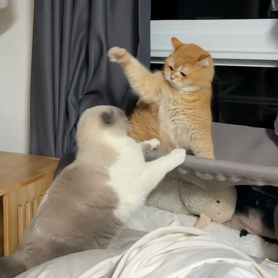 뚠냥이들 WWE_4.webp