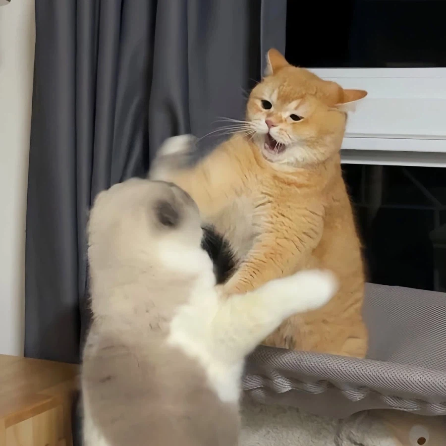 뚠냥이들 WWE_5.webp