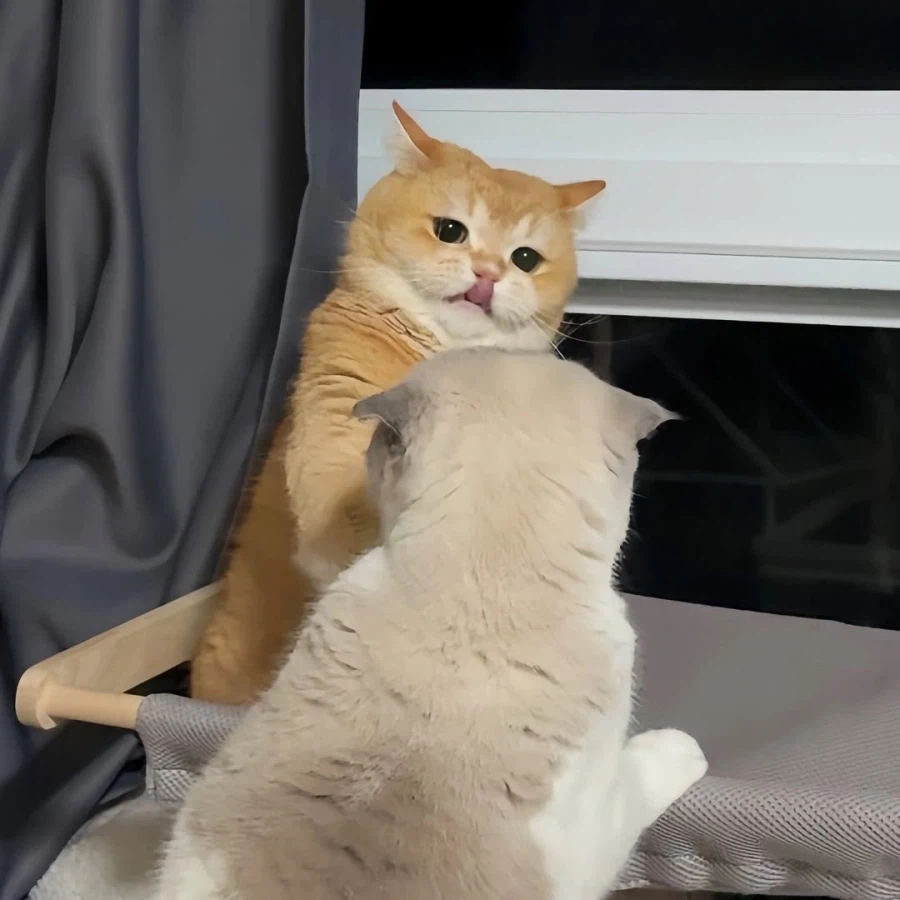 뚠냥이들 WWE_6.webp