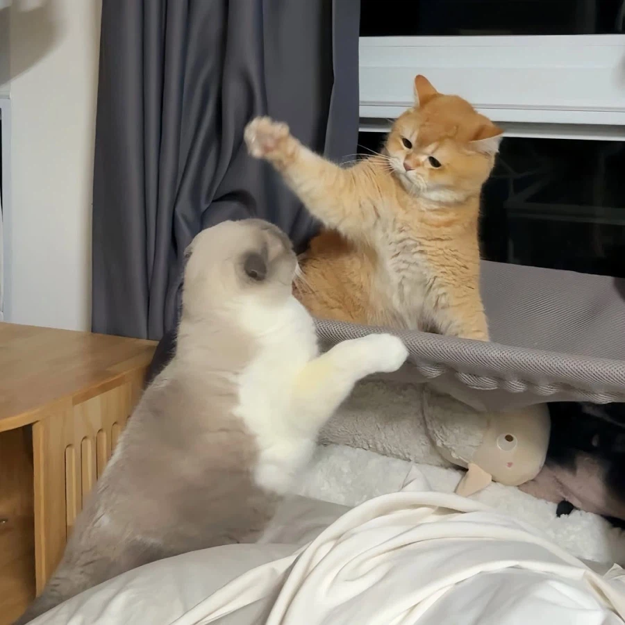 뚠냥이들 WWE_7.webp