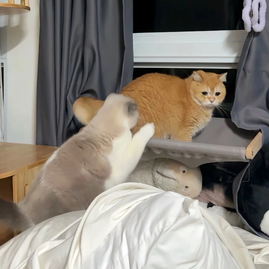 뚠냥이들 WWE_9.webp