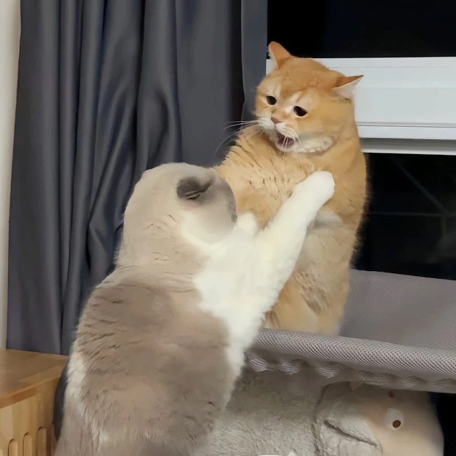 뚠냥이들 WWE_10.webp