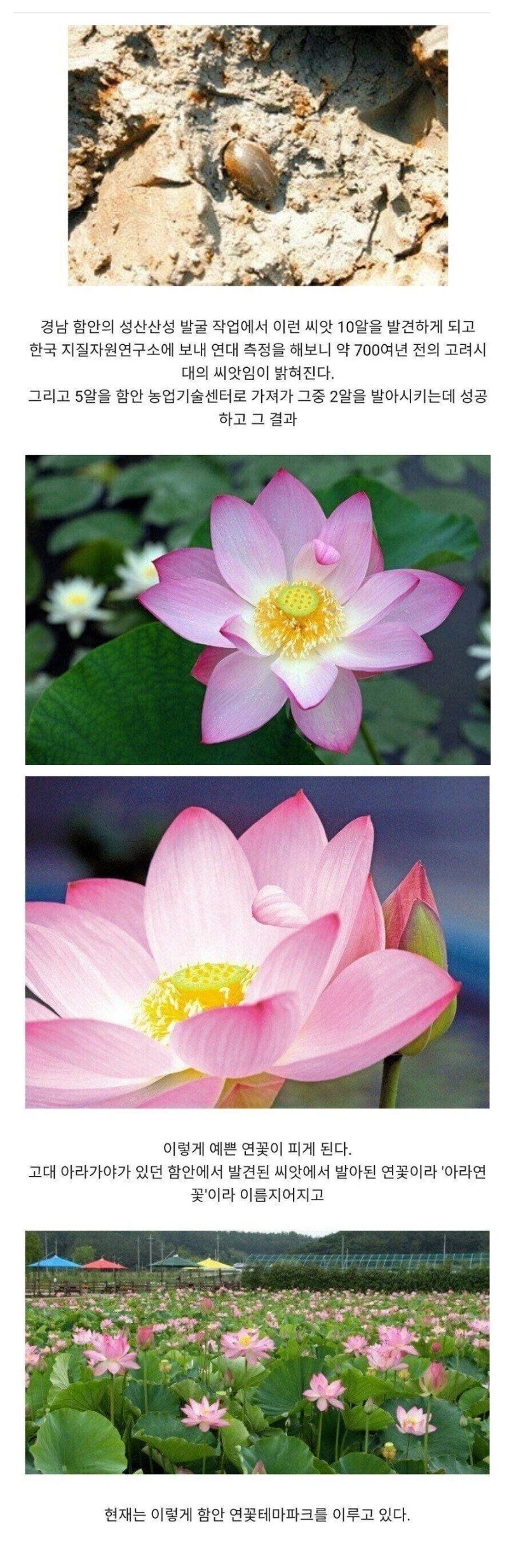 700년이 지나 발아한 꽃_1.webp