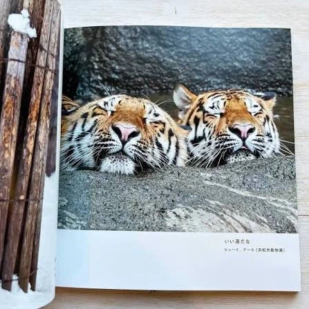 거의 고양이 라는 사진집이래_3.webp