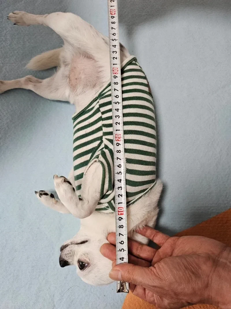 당근에 강아지 집 올려놨는데 온 문의._2.webp