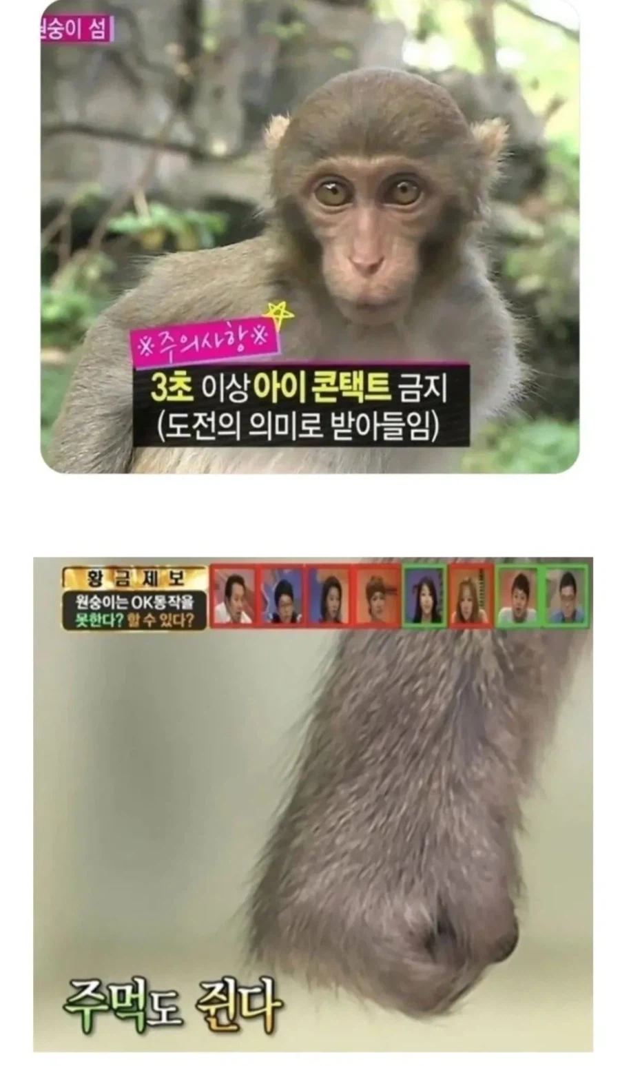 원숭이 쳐다보면 안되는 이유_1.webp