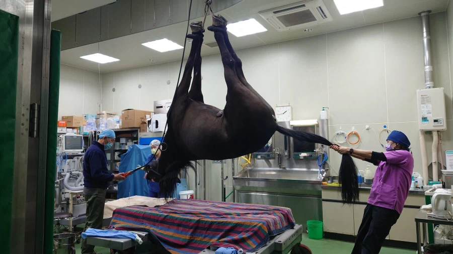 우마무스메 치료하는 과정_1.webp