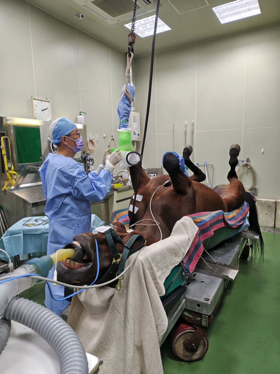 우마무스메 치료하는 과정_2.webp