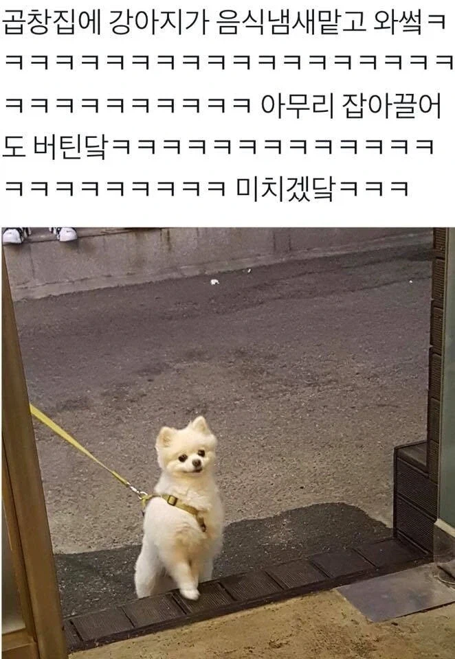 견주들이 두려워하는 가게.jpg_1.webp