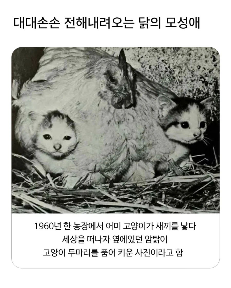 좌고양 우고양_1.webp