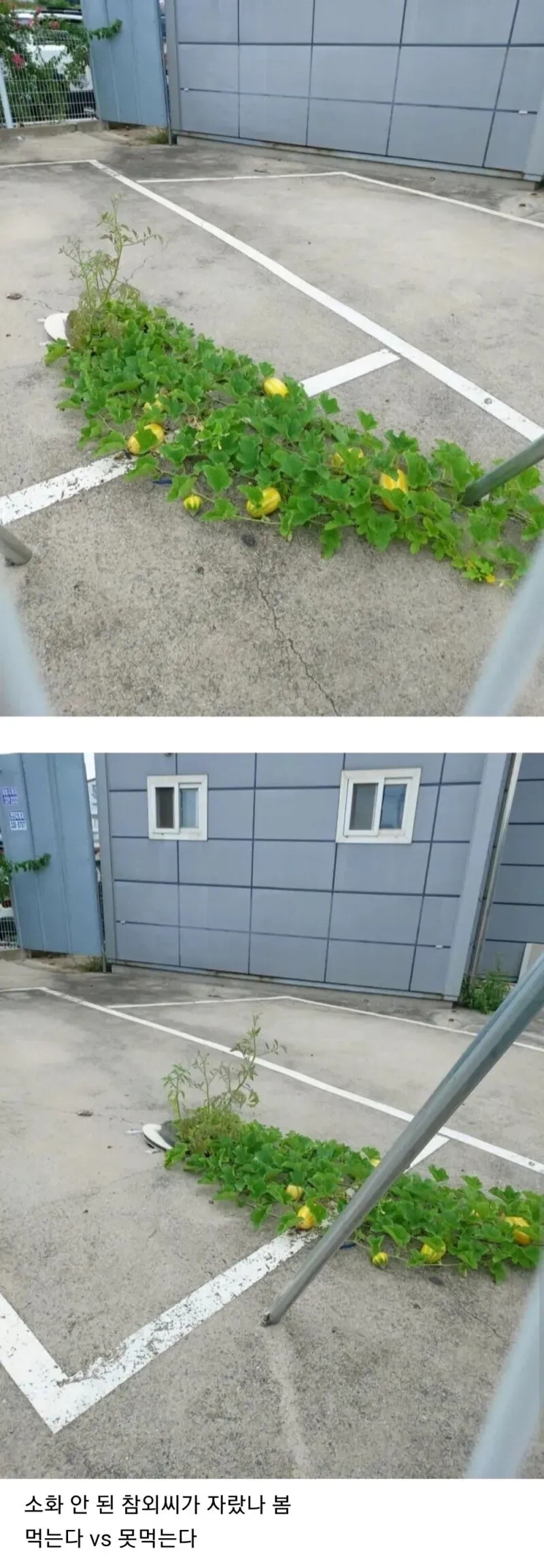 씨 그렇게 삼키고 똥싸면_1.webp