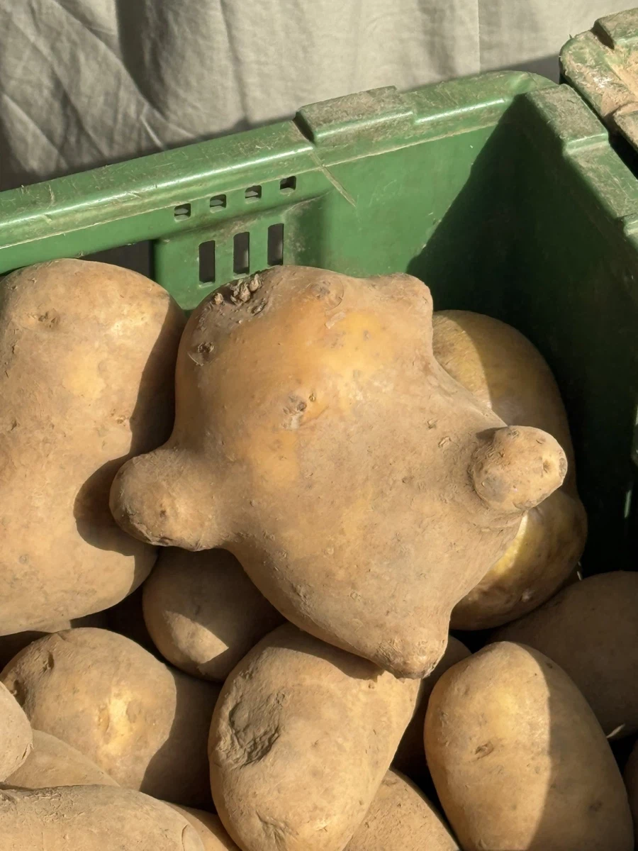 야생의 버둥거리는 감자를 조우했다!_1.webp