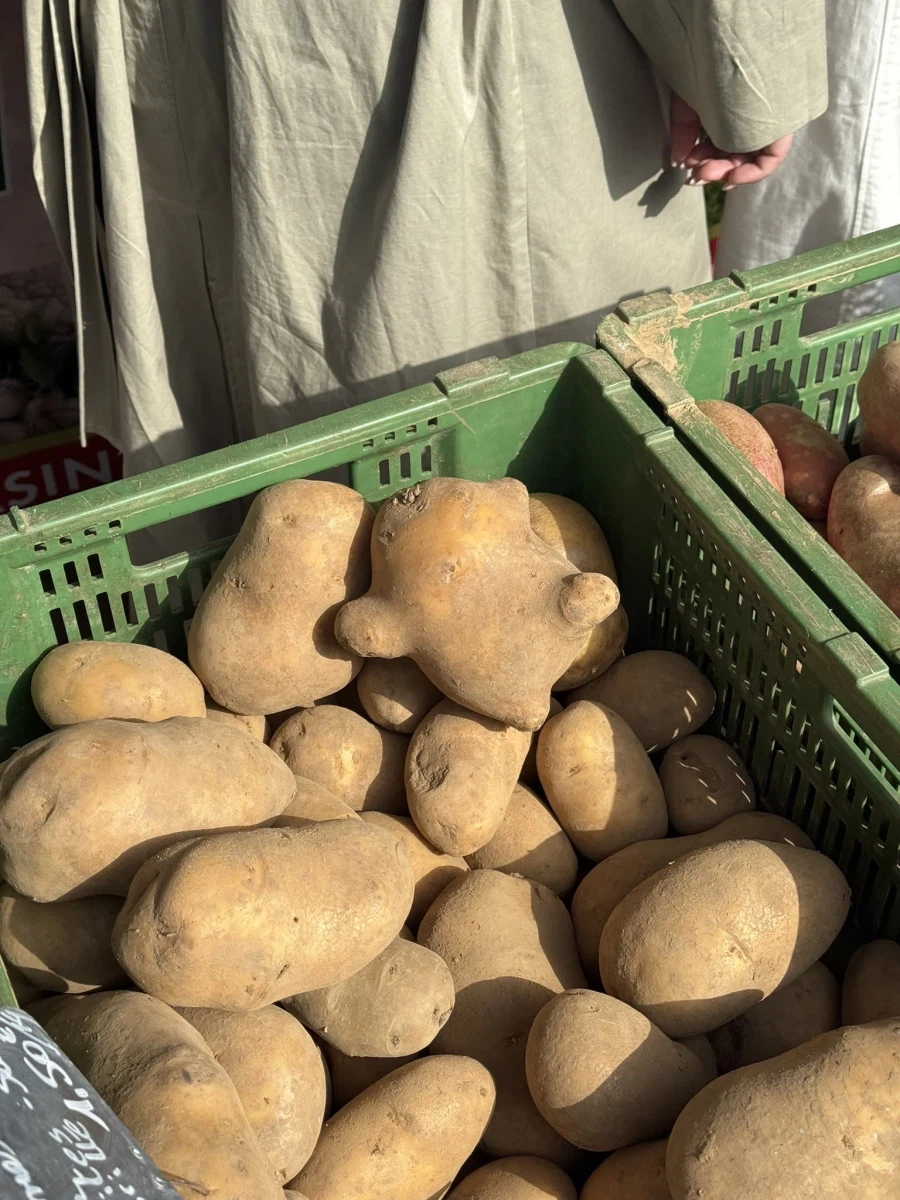 야생의 버둥거리는 감자를 조우했다!_2.webp