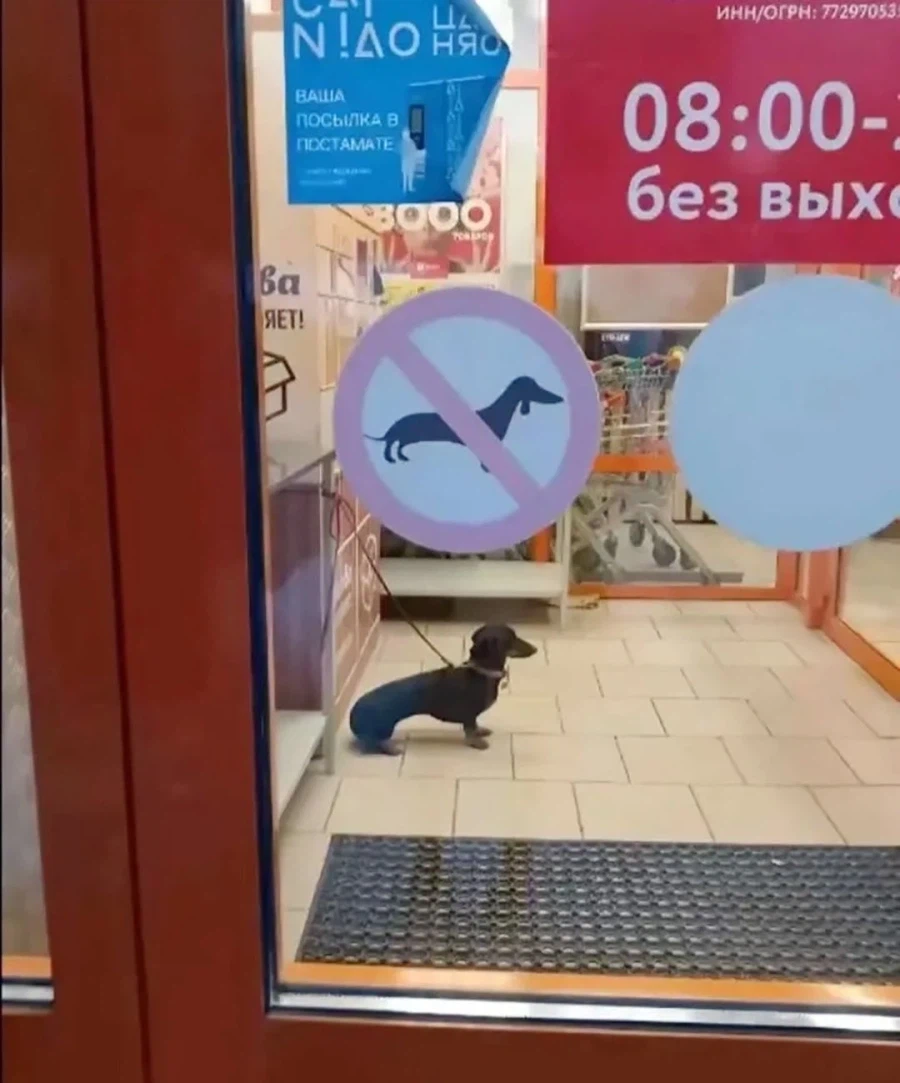 개 출입 금지_1.webp