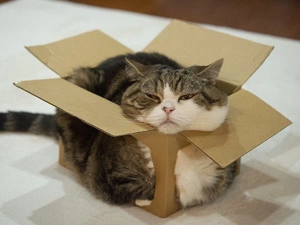 상세페이지엔 프리 사이즈라고 해서 샀는데_1.webp