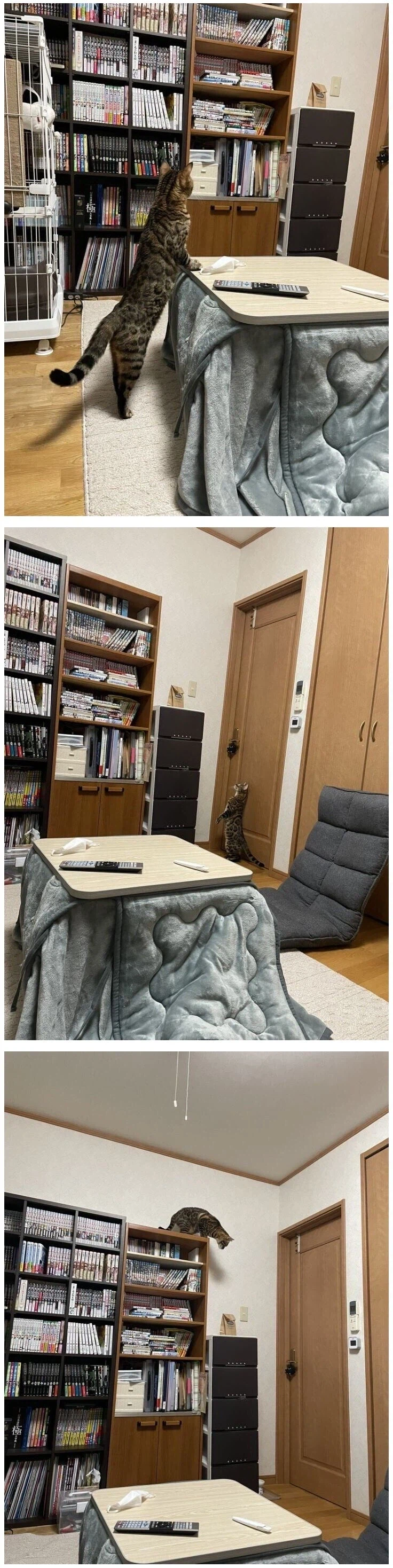 낯선 봉투를 경계하는 고양이.jpg_1.webp