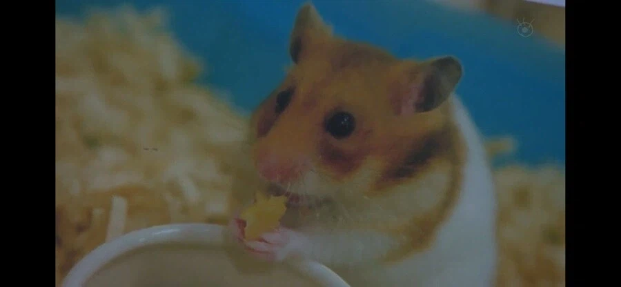 리갈하이 최고의 광기 캐릭터_1.webp