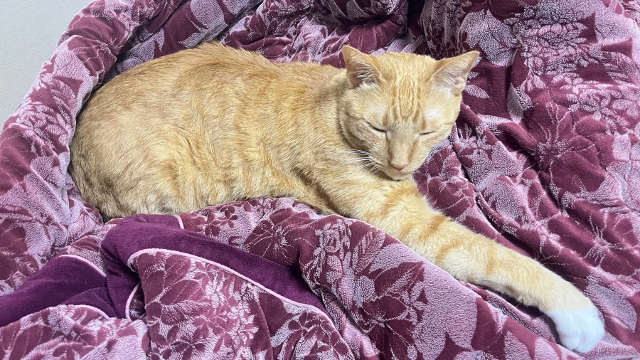 우리집 고양이 하악질 딱 한번 함_1.webp