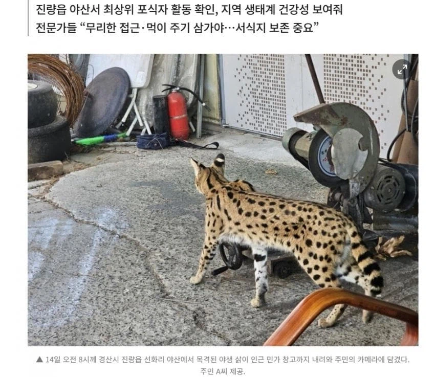 아무리봐도 살쾡이가 아닌 동물.jpg_1.webp