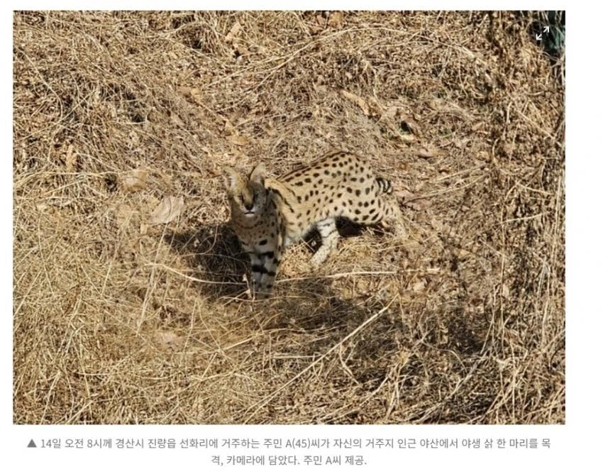 아무리봐도 살쾡이가 아닌 동물.jpg_3.webp