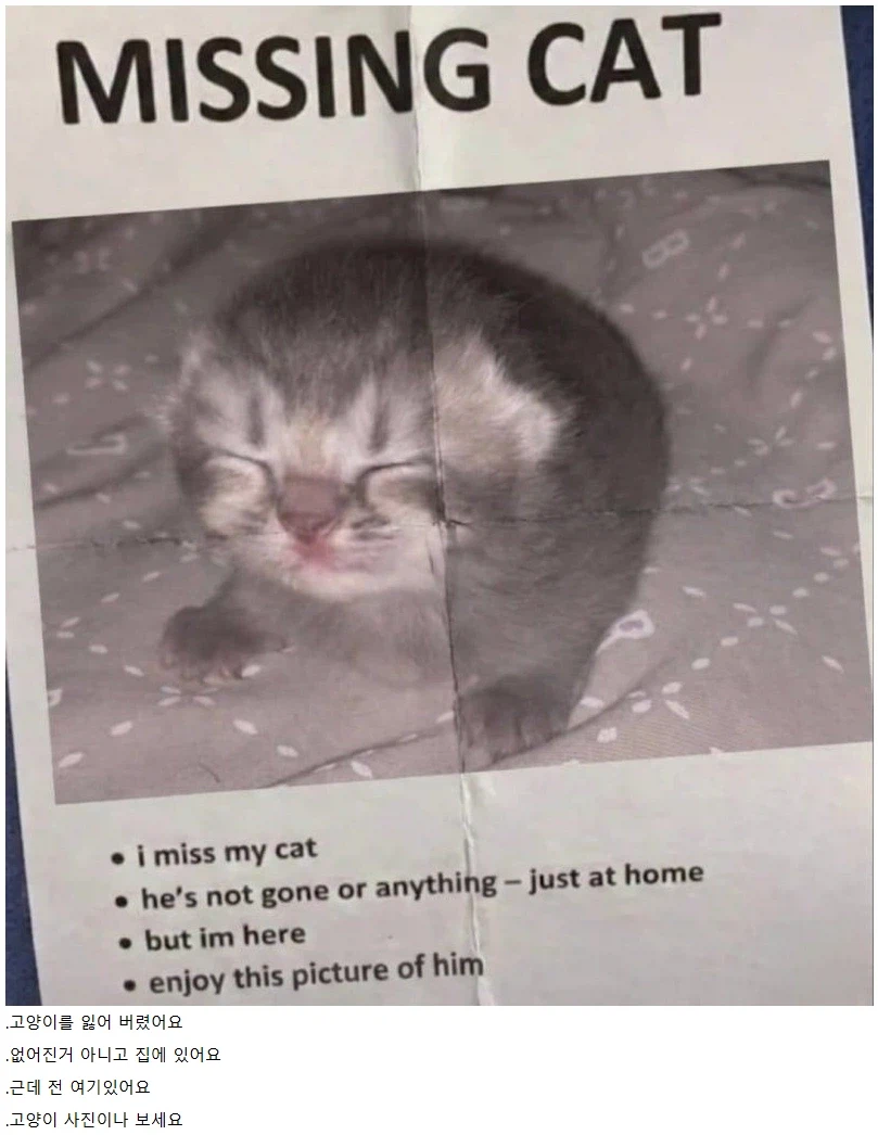 고양이를 찾습니다.jpg_1.webp