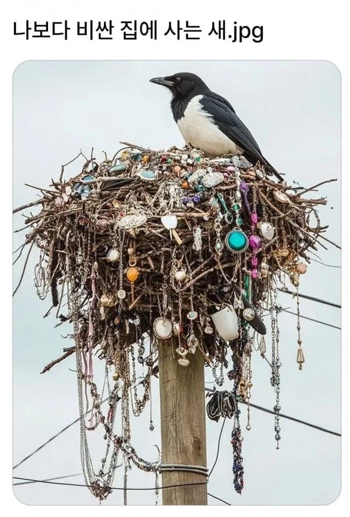 나보다 비싼 집에 사는 새.jpg_1.webp