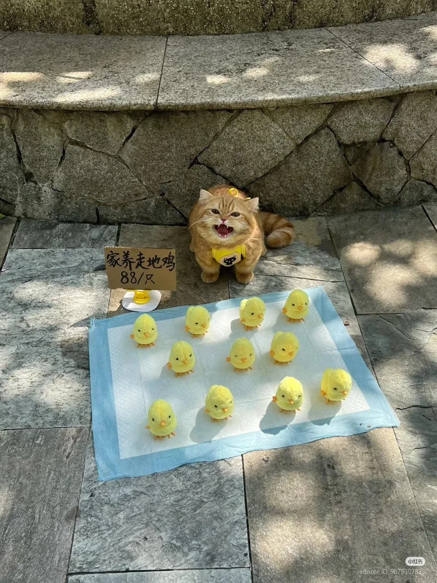 병아리 인형 파는 고양이_1.webp