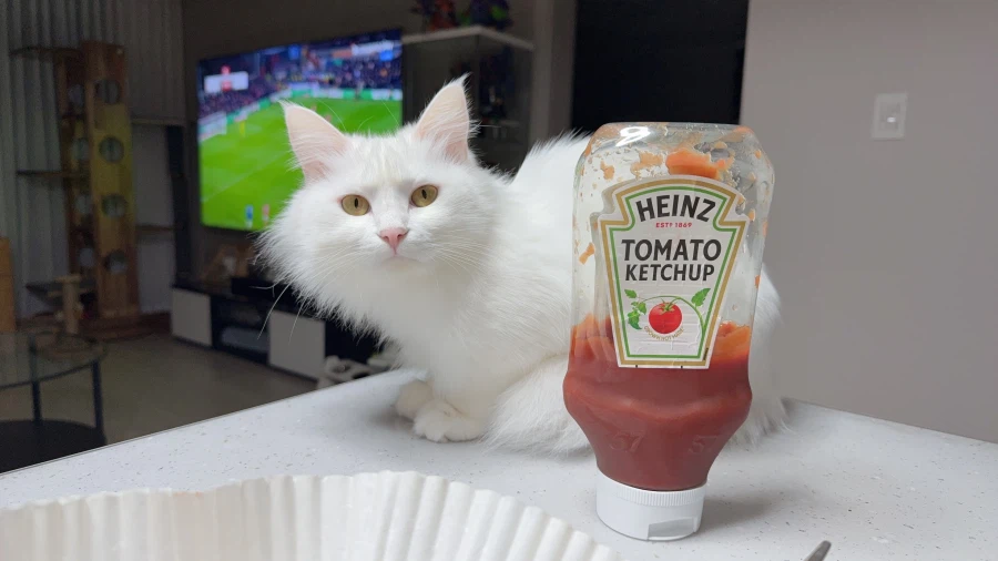 토실냥이들 보면 부러움_2.webp