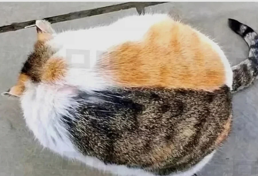 사이좋은 고양이 두마리_1.webp