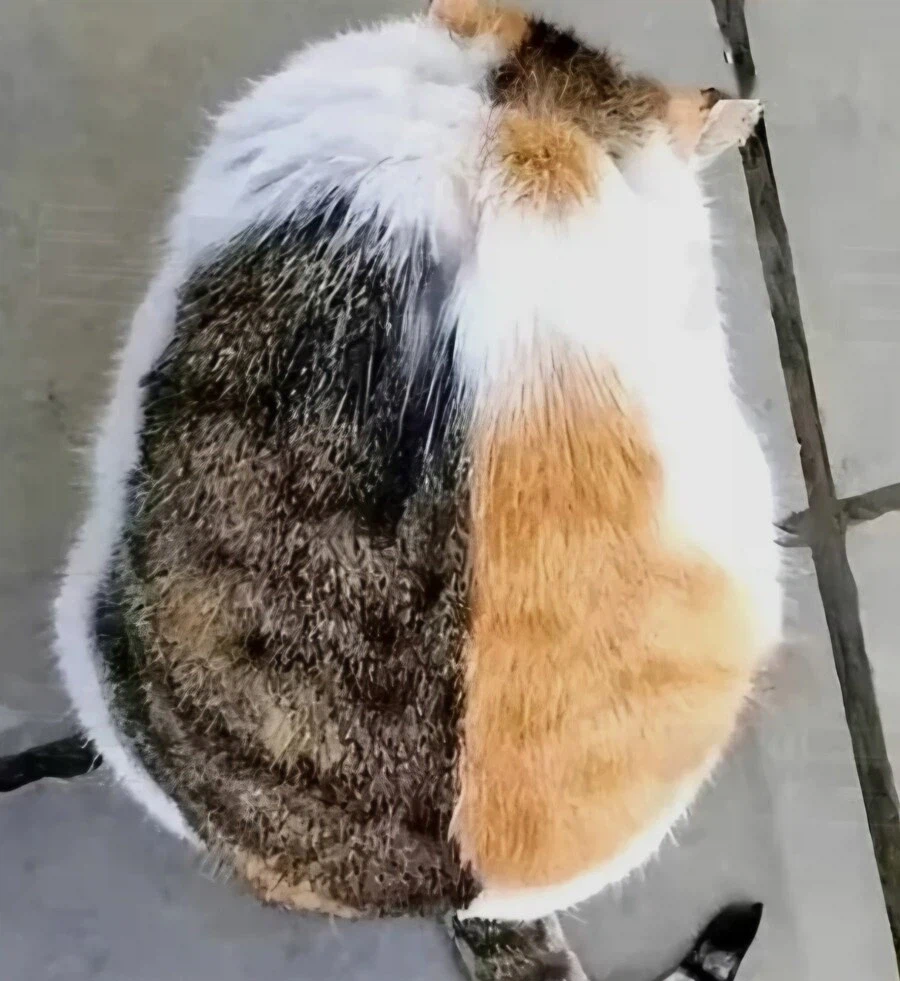 사이좋은 고양이 두마리_2.webp