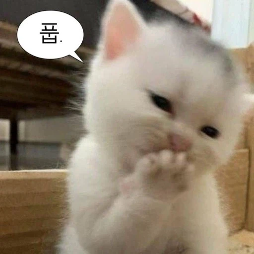 ??? : 한국은 산이 없어서 다니기 편하겠다_2.webp