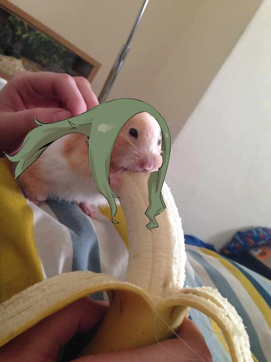 업그레이드 된 햄스터 바나나짤_1.webp