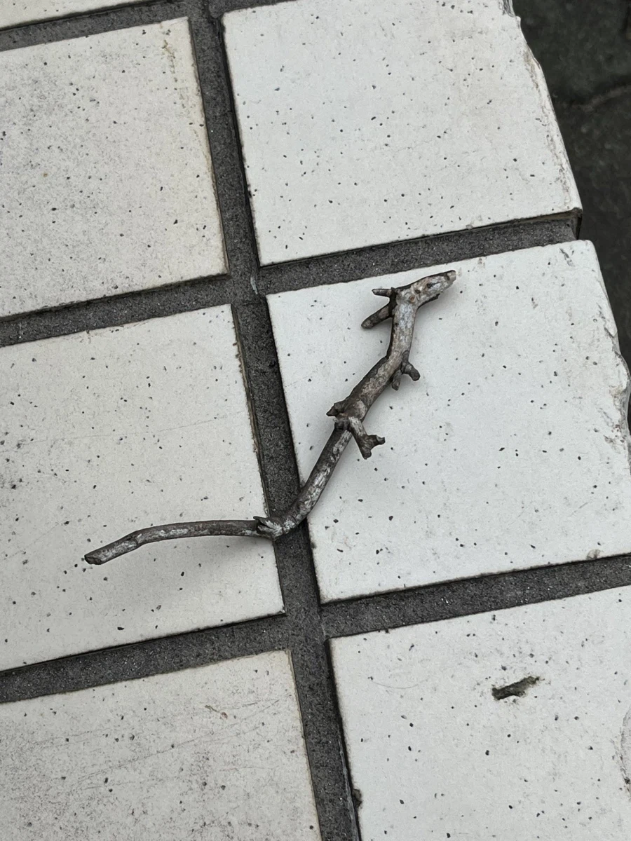 길에서 본 나뭇가지를 들고 온 이유_2.webp