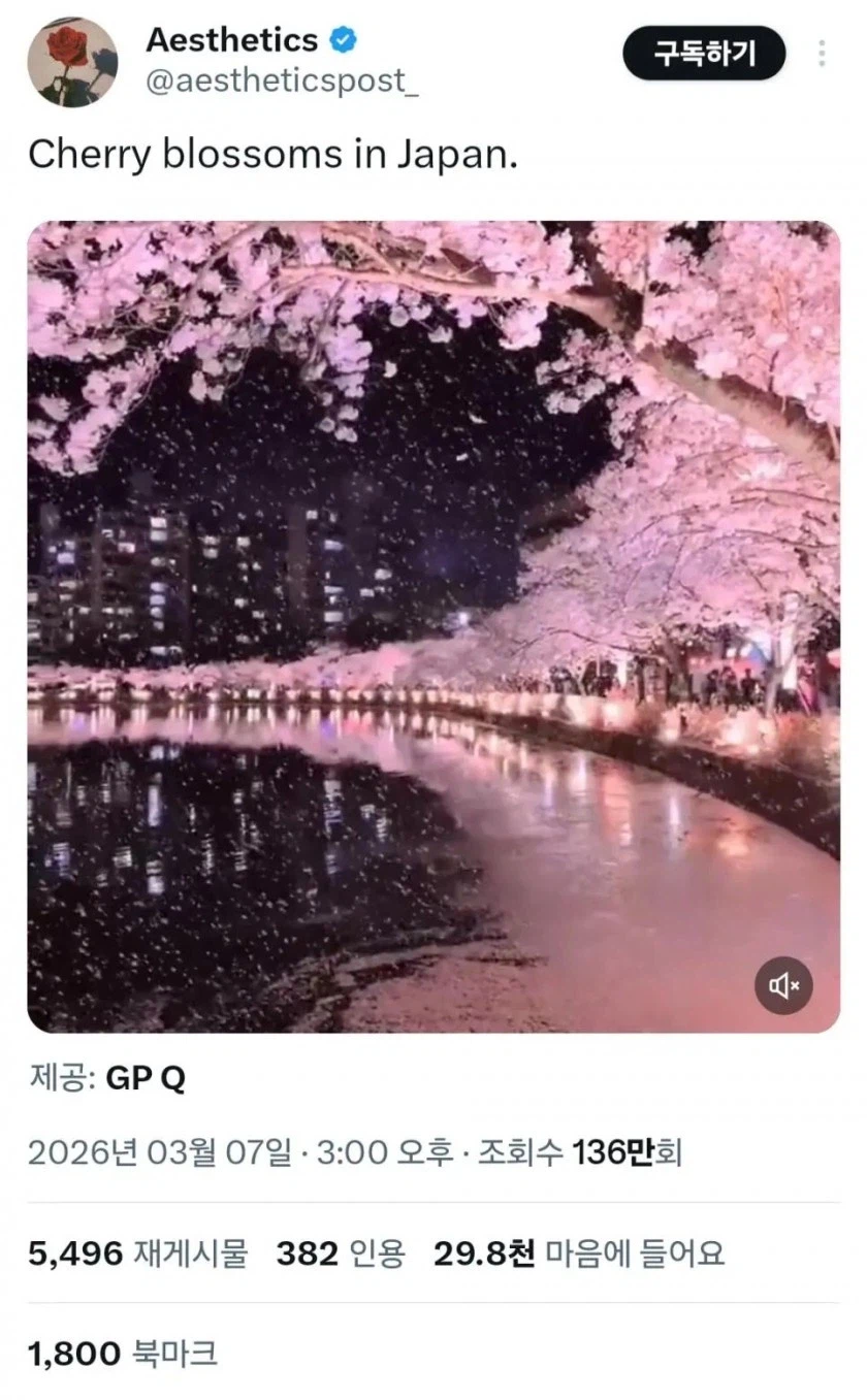 조회수 100만 넘은 일본 벚꽃풍경......._1.webp