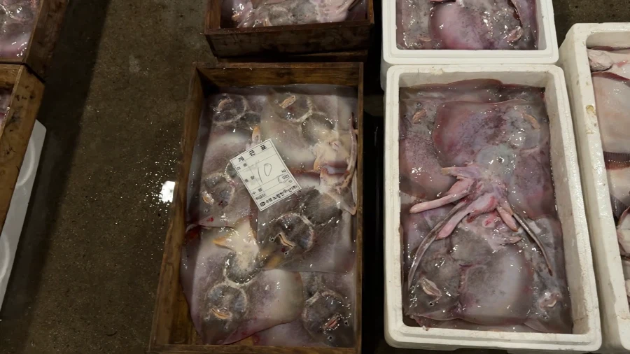 홍어가 철이군.jpg_1.webp