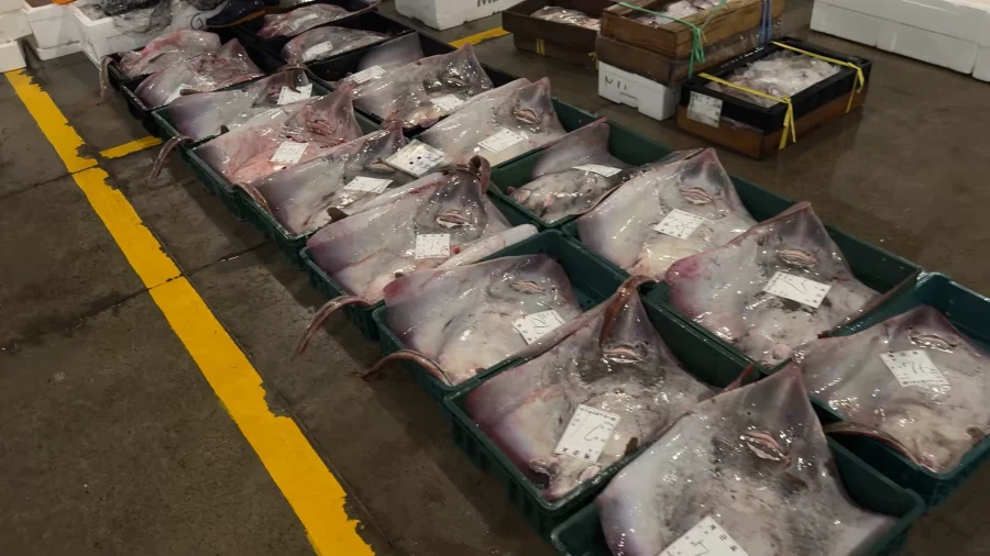 홍어가 철이군.jpg_4.webp