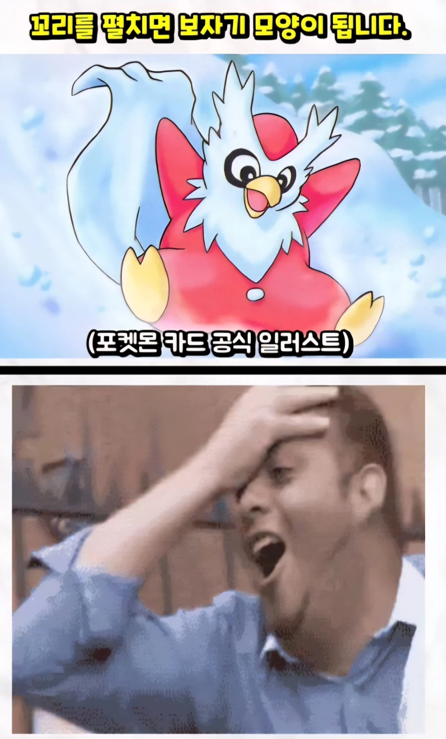 포켓몬 딜리버드 보자기의 비밀_4.webp