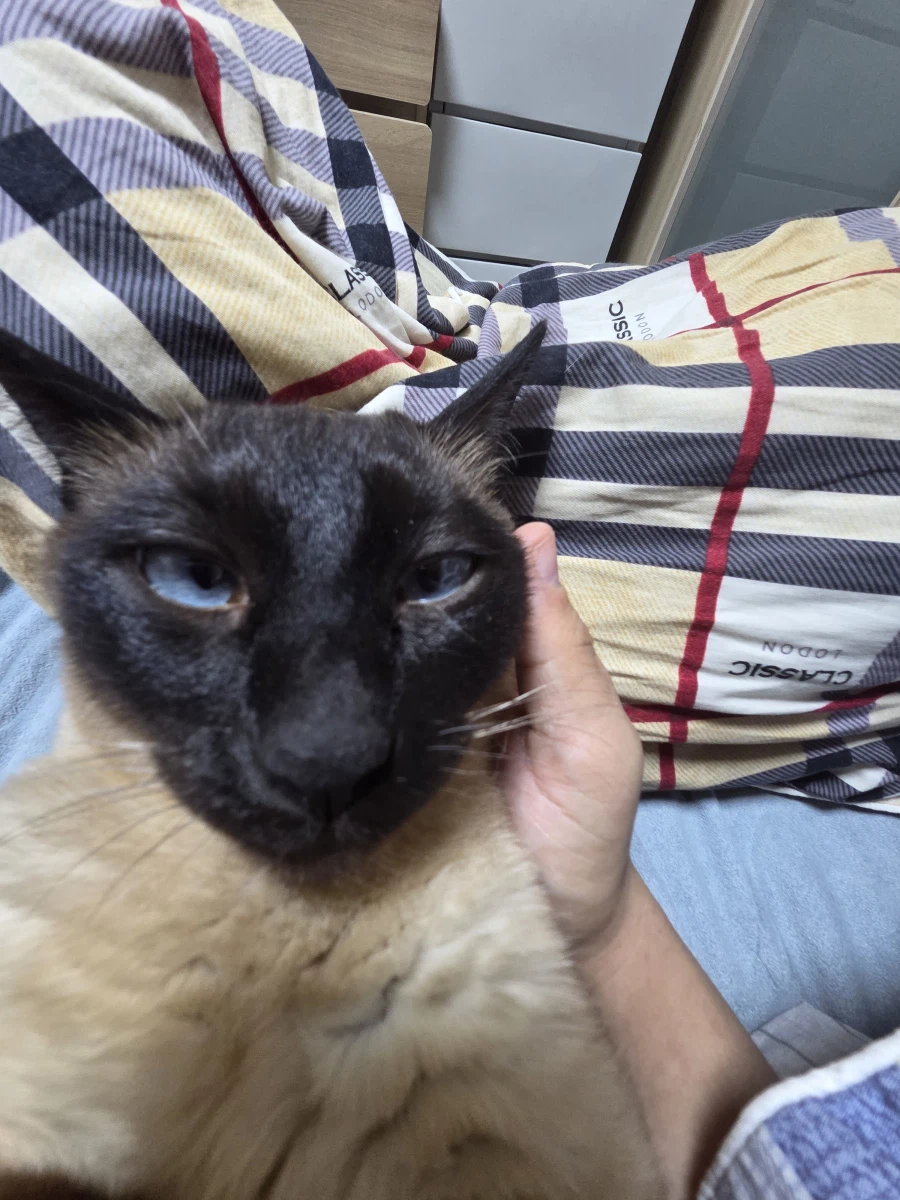 이제 설사 안하고 배가 안 아프니까 우리집 고양이가...._1.webp