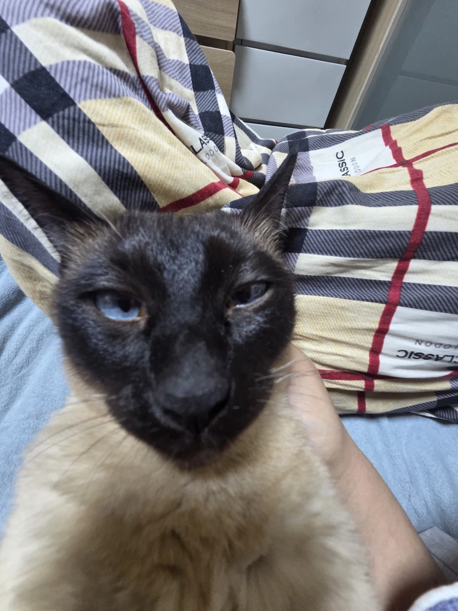 이제 설사 안하고 배가 안 아프니까 우리집 고양이가...._2.webp