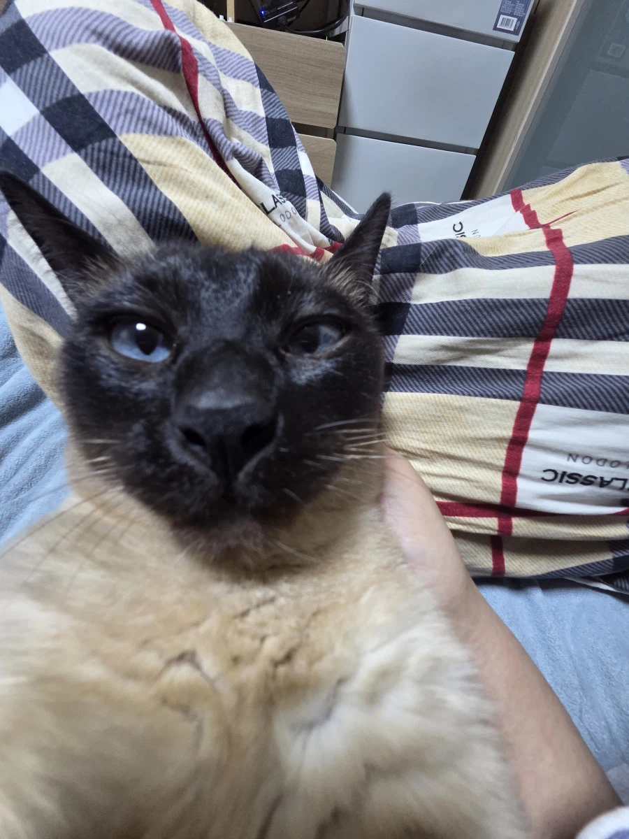 이제 설사 안하고 배가 안 아프니까 우리집 고양이가...._3.webp