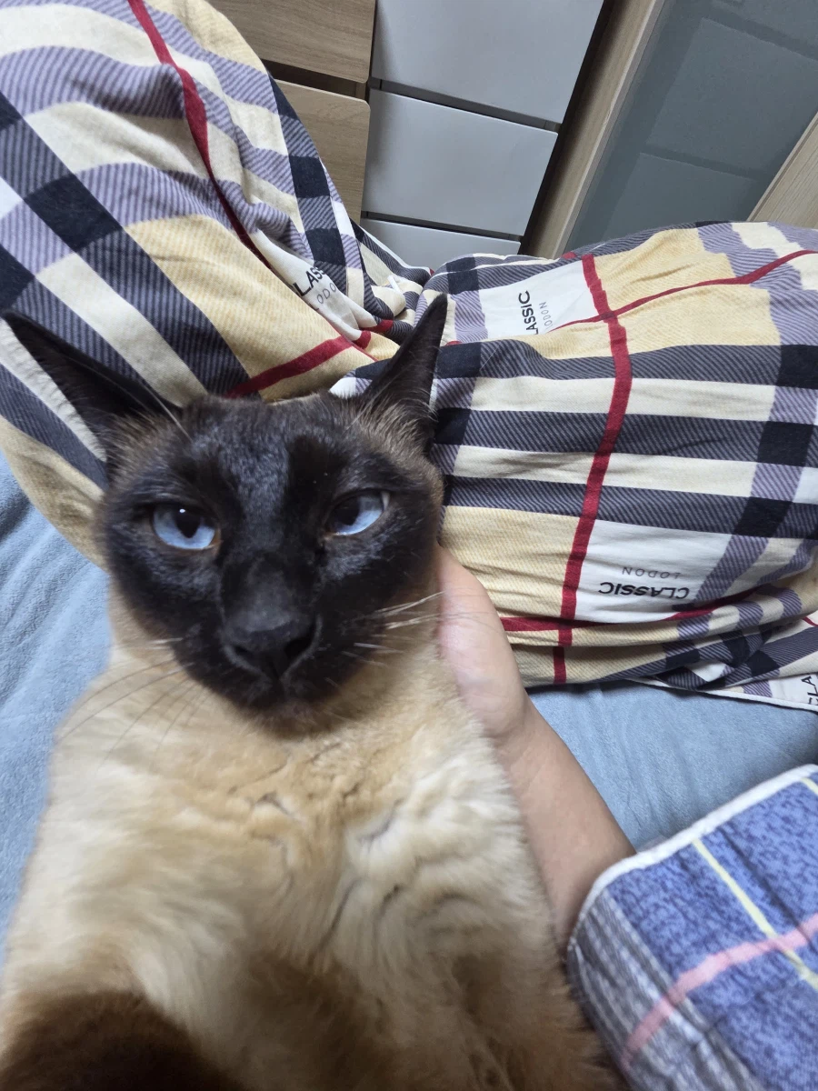 이제 설사 안하고 배가 안 아프니까 우리집 고양이가...._4.webp