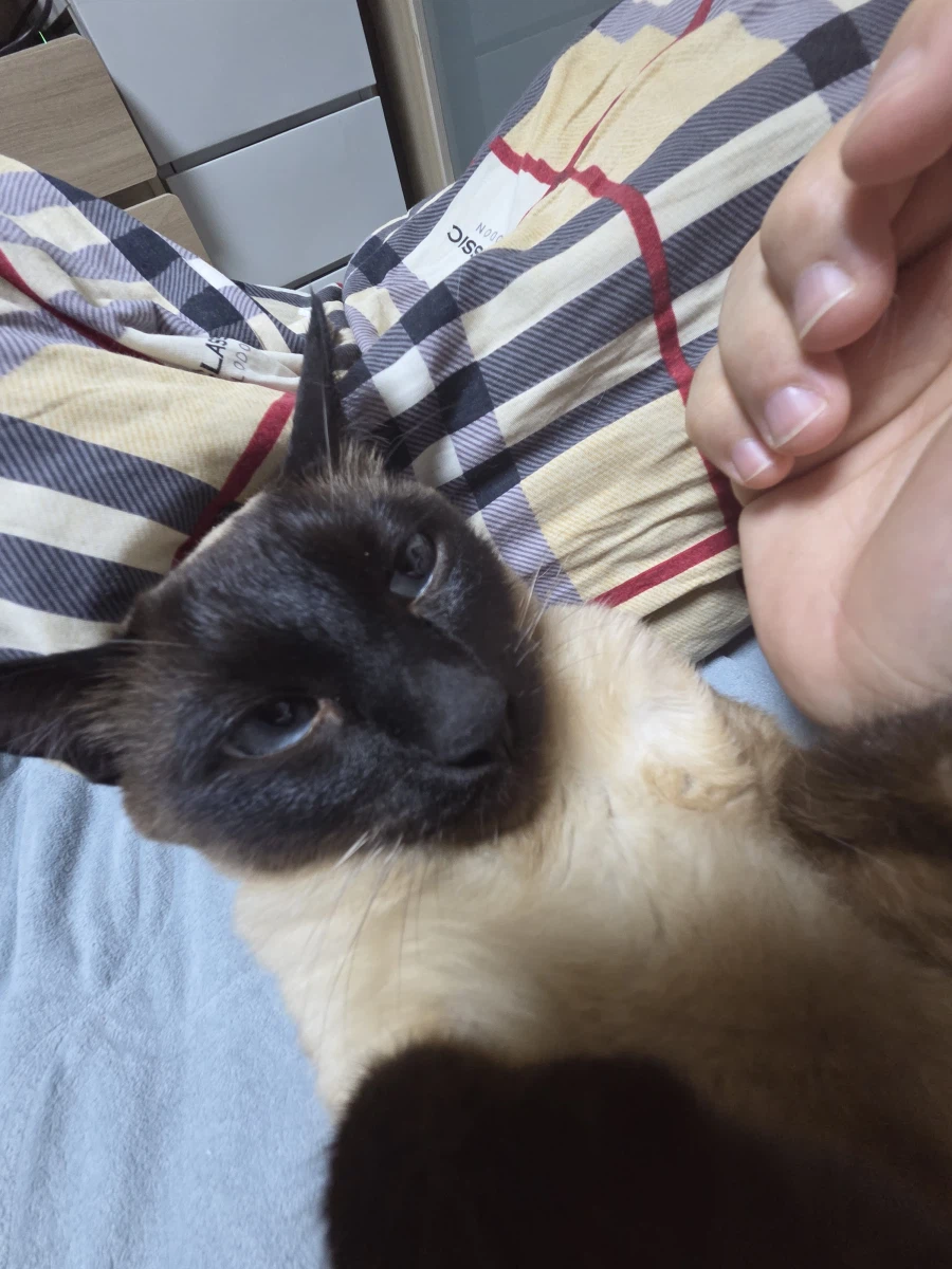 이제 설사 안하고 배가 안 아프니까 우리집 고양이가...._8.webp