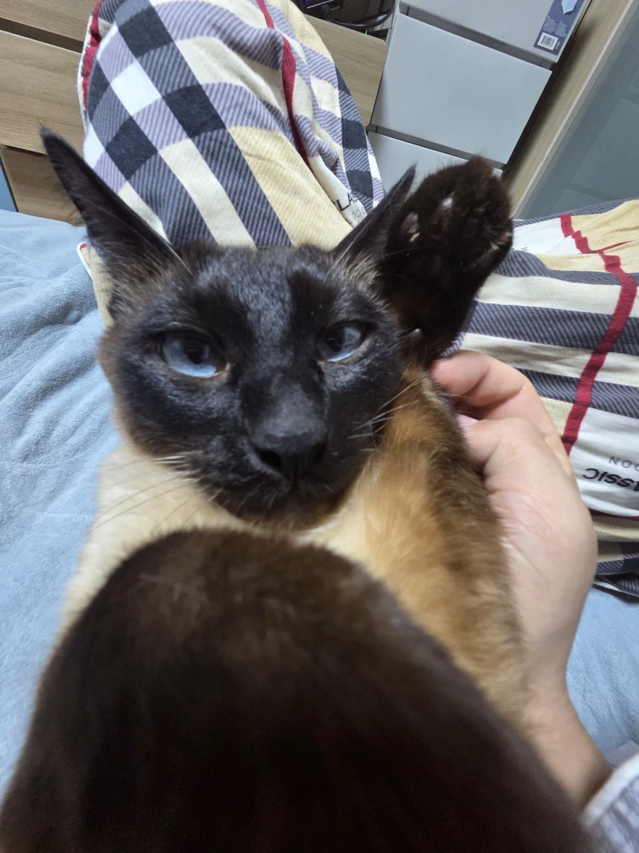 이제 설사 안하고 배가 안 아프니까 우리집 고양이가...._7.webp