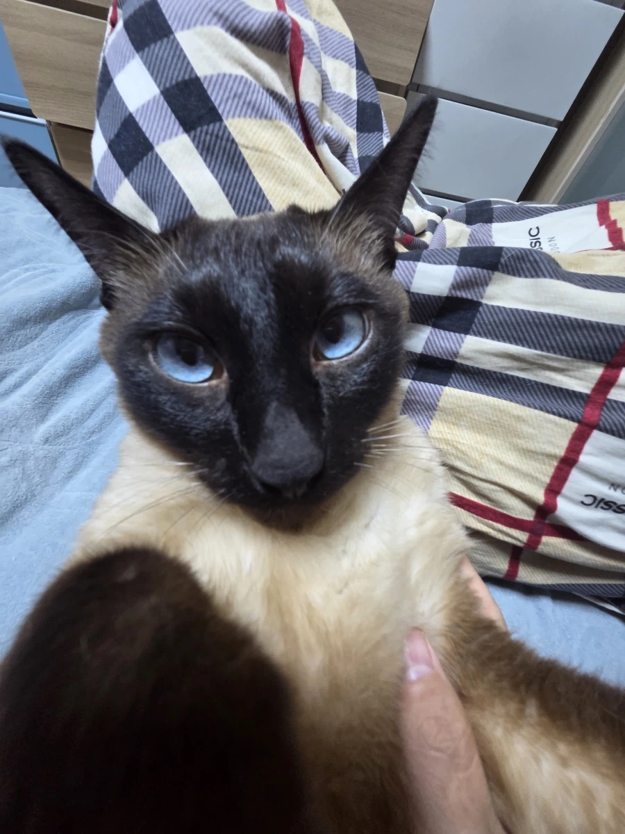 이제 설사 안하고 배가 안 아프니까 우리집 고양이가...._9.webp