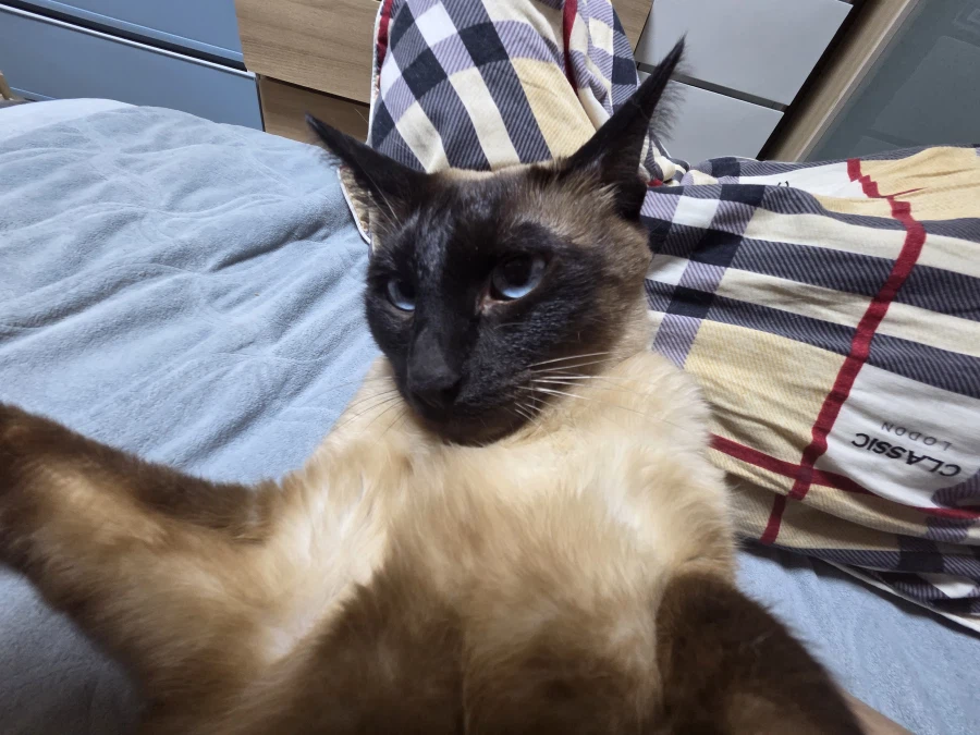 이제 설사 안하고 배가 안 아프니까 우리집 고양이가...._10.webp