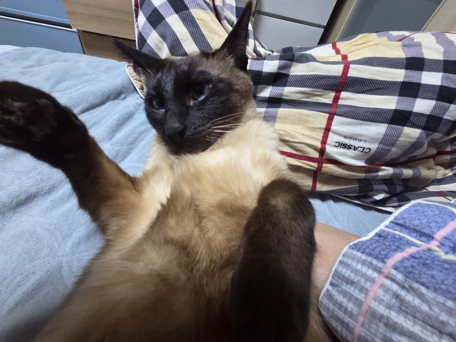 이제 설사 안하고 배가 안 아프니까 우리집 고양이가...._11.webp