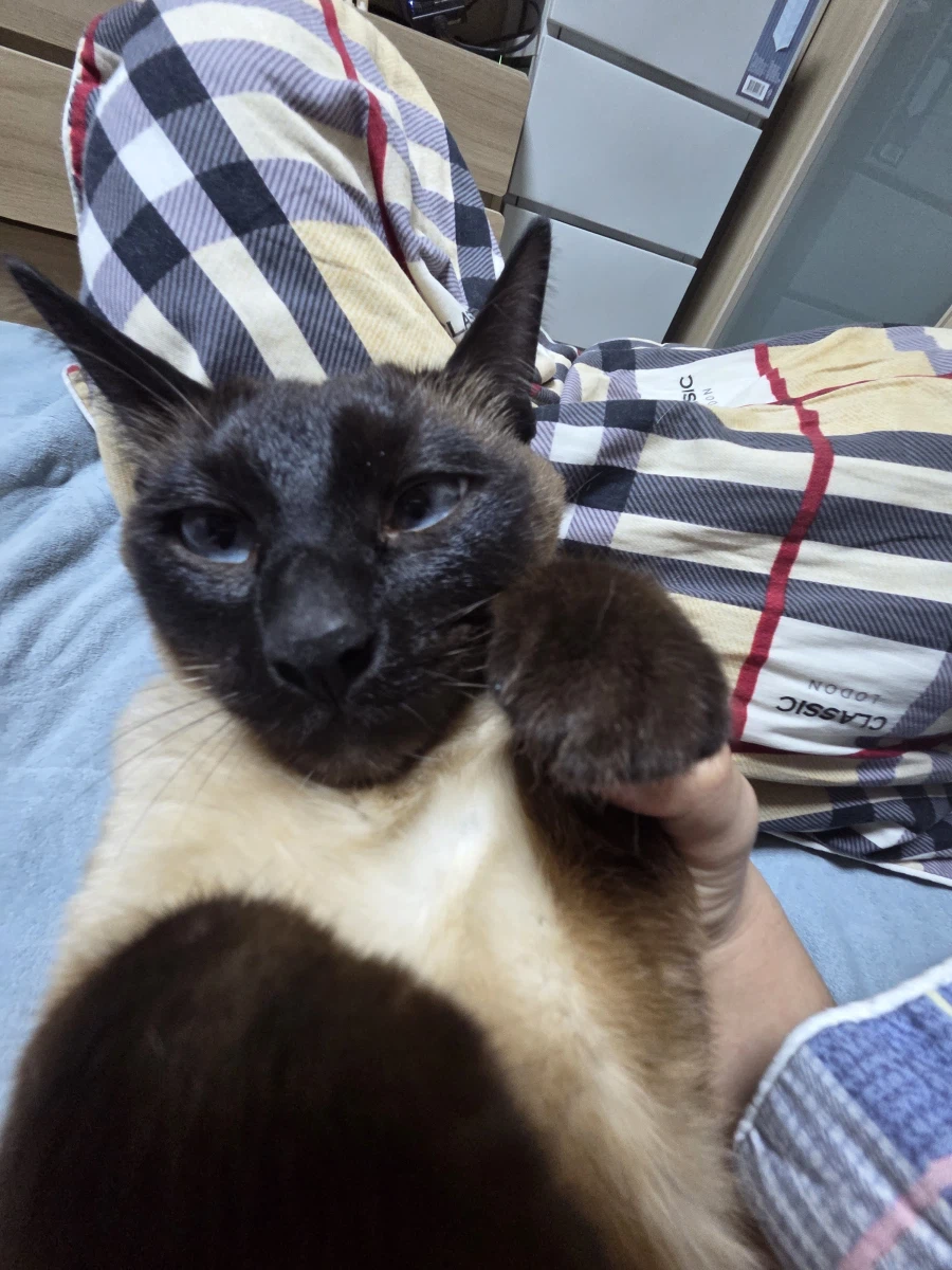 이제 설사 안하고 배가 안 아프니까 우리집 고양이가...._6.webp